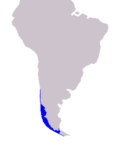 File:Cetacea range map Chilean Dolphin.PNG