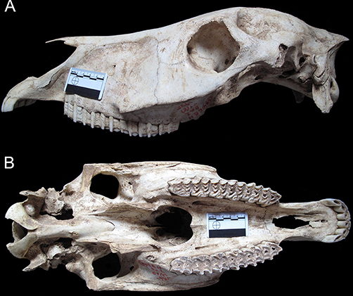 File:Equus hydruntinus skull.jpg