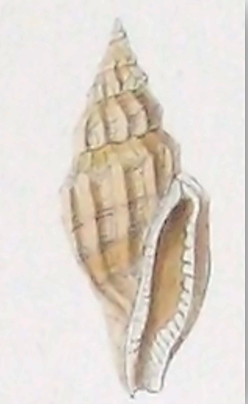 Eucithara elegans 001.jpg