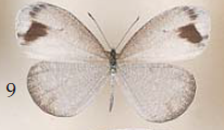 Leptosia lignea Vollenhoven (male), Sulawesi (Palu, 2.vi.1912, L. Martin, Rothschild Bequest).png