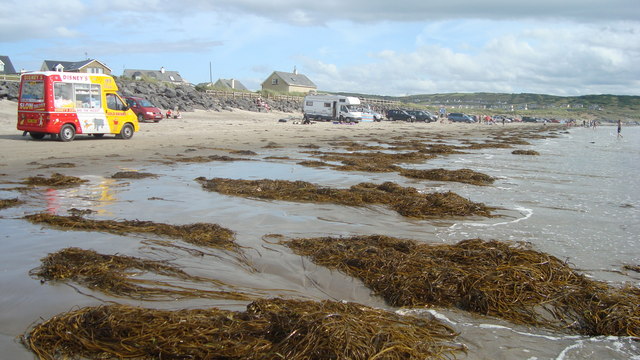 File:Seaweed on Rossnowlagh - geograph.org.uk - 1464595.jpg