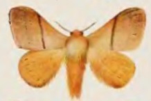 Cotana joiceyi male.jpg