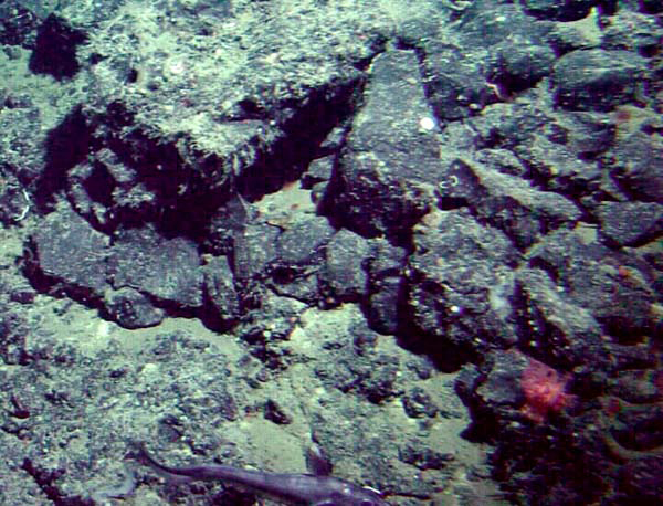 File:Patton basalt surface.jpg