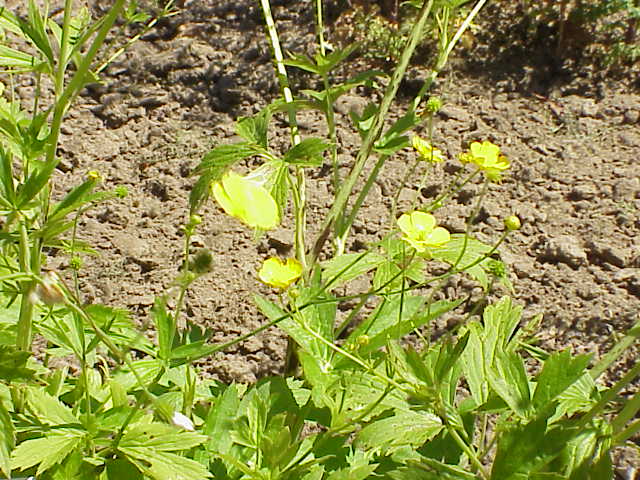 File:Ranunculus auricomus1.jpg