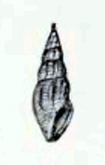 Anacithara osumiensis 001.jpg