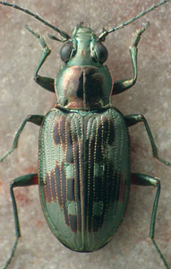 Bembidion levettei.jpg