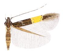 Cosmopterix ganymedes.JPG