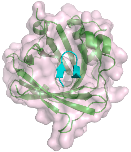 File:Crystal structure of C8gamma (green) with bound peptide from C8alpha (cyan).png