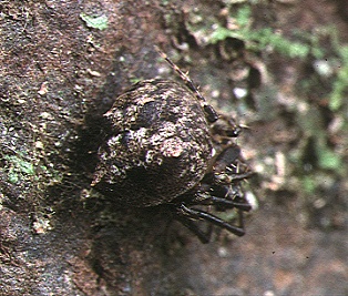 File:Dolichognatha.umbrophila.female.2.-.tanikawa.jpg