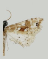 Leucinodes ethiopica male.jpg