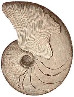 File:Marcellus Cephalopod 1896-Dana-ManGeol-Fig917.png