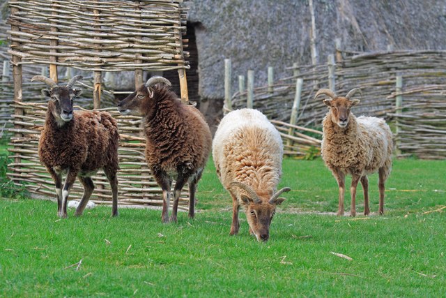 File:Soay sheep at Cranborne Ancient Technology Centre.jpg