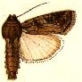 Spodoptera frugiperda2.JPG