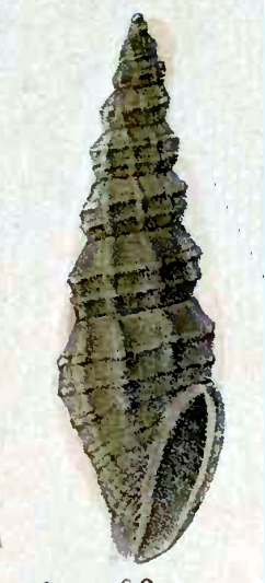 Turrella letourneuxiana 002.jpg
