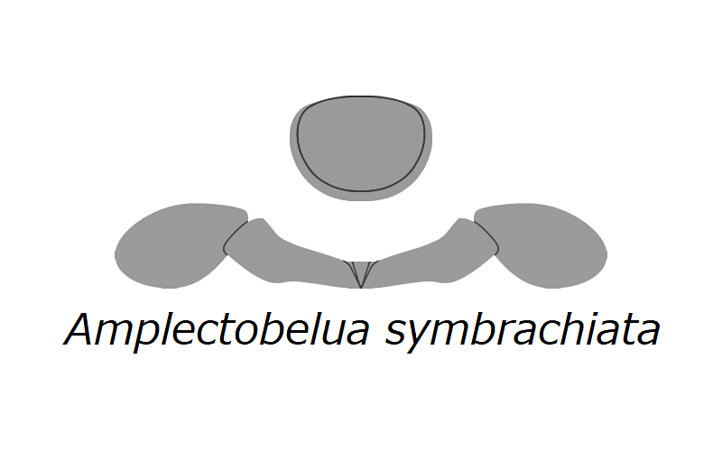 File:20210516 Radiodonta head sclerites Amplectobelua symbrachiata.png