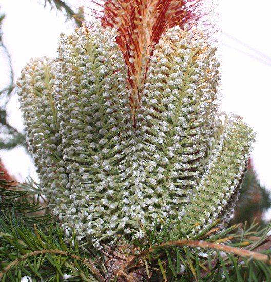File:Banksia ericifolia WC multibuds email.jpg