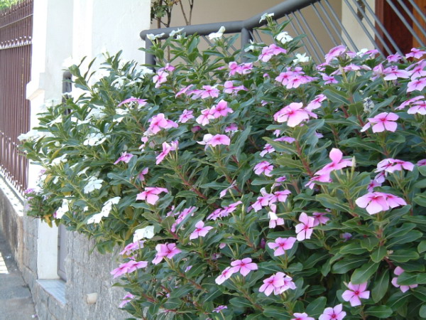 File:Catharanthus roseus.jpg