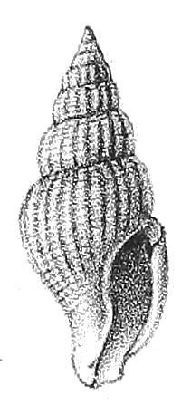 Daphnella evergestis.JPG