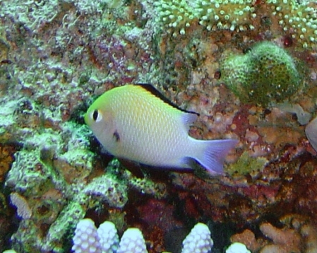 File:Dascyllus marginatus, Egipto 4.jpg - HandWiki