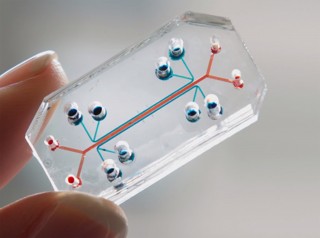 File:Fig) Lung on a chip.jpg