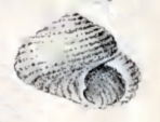 Herpetopoma seychellarum 001.jpg