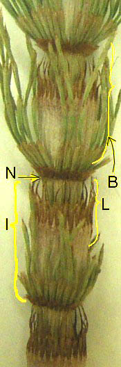 File:Horsetail vegeative stem.JPG