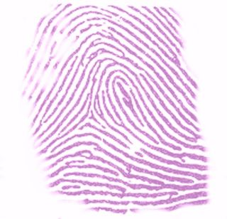 File:Ninhydrin staining thumbprint.png