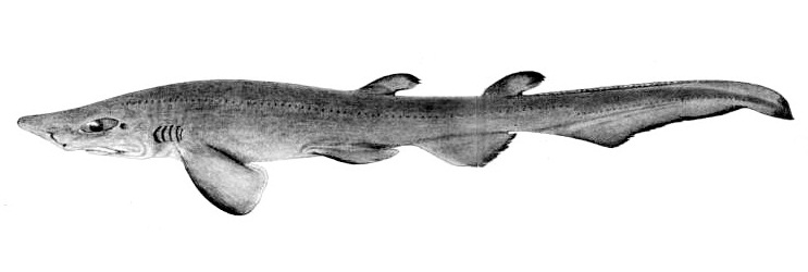 File:Pristiurus murinus by collett.jpg
