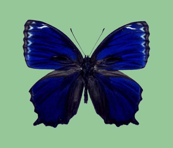 File:Ptychandra ohtanii male upperside.jpg