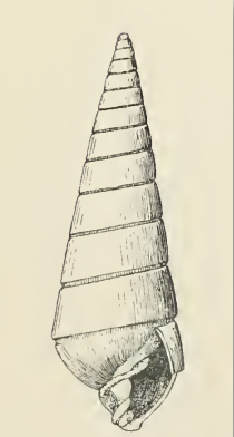 Pyramidella conica 001.png