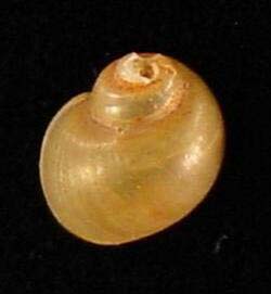 Gillia altilis shell.jpg