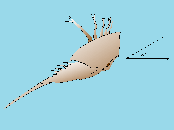 File:Limulus swimming.png