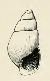 Odostomia dinella 001.png