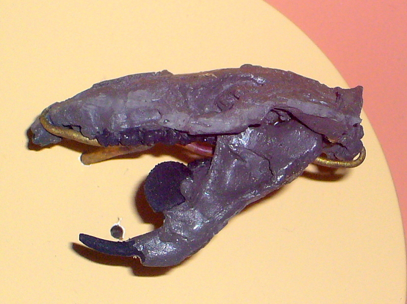 File:Ptilodus gracilis.jpg