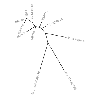 NBPF10 paralogs and orthologs unrooted phylogenetic tree