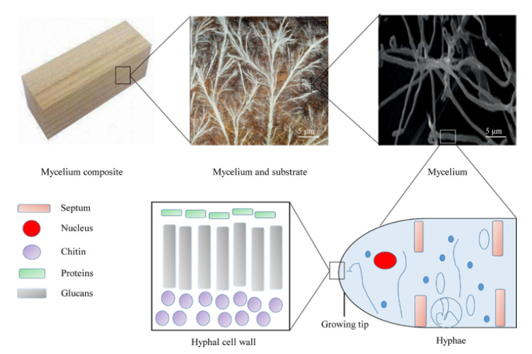 File:Example of how the mycelium and substrate look in a mycelium composite.png