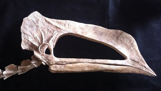 File:Unnamed pterosaur.jpg