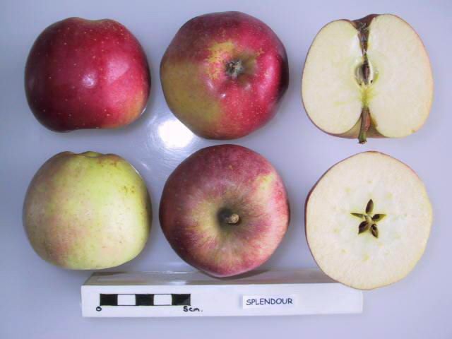 McIntosh Apples - CooksInfo