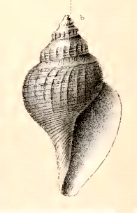 Gymnobela phyxanor 001.jpg