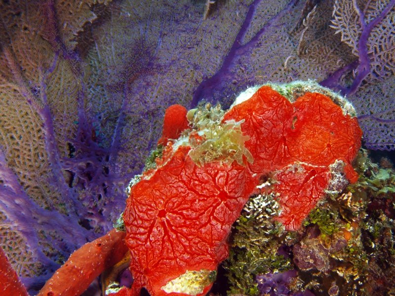 File:Monanchora arbuscula (Red encrusting sponge).jpg
