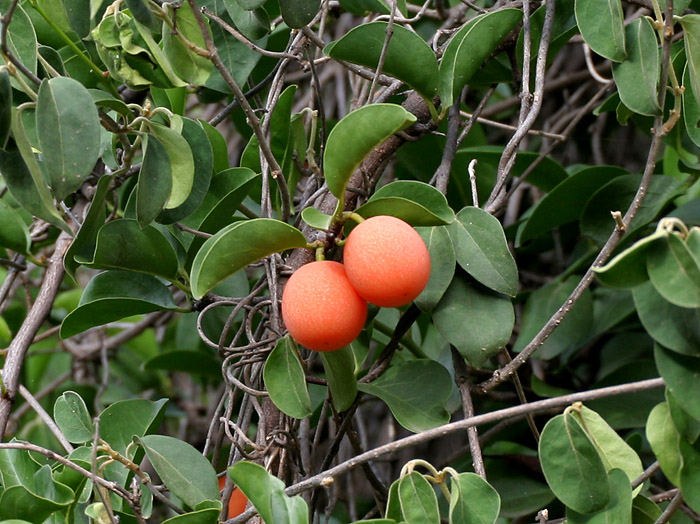 File:Ximenia americana leaves & fruit at Chilkur near Hyderabad, AP W2 IMG 7288.jpg