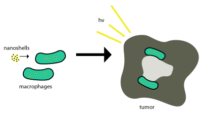 Figure 2. Nanoshells taken into tumors.