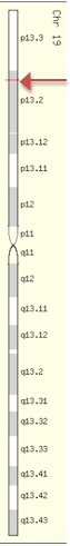 File:Location of EVI5L on Chromosome 19.png