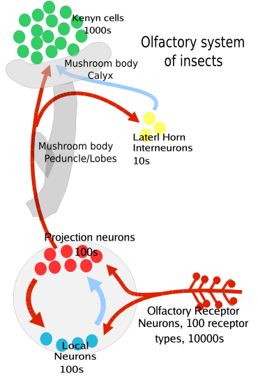 File:Olfactory pathway insects.png