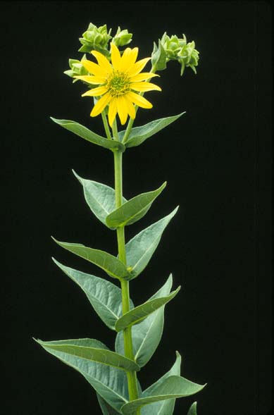 File:Silphium integrifolium.jpg