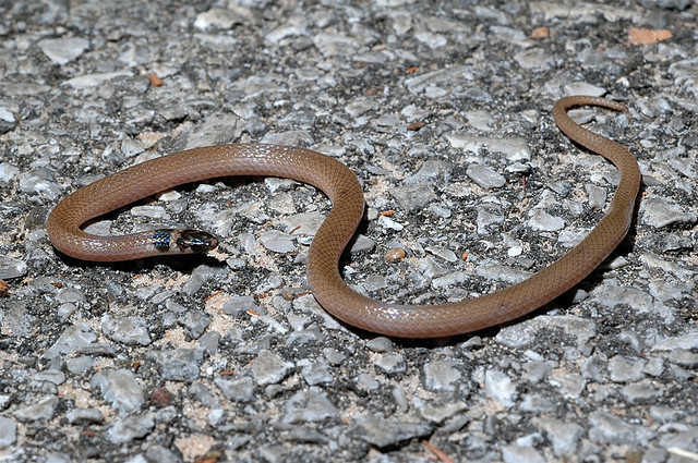 File:Southeastern Crown Snake.jpg