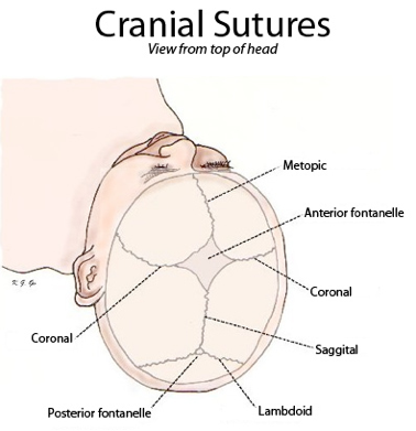 File:Sutures from top.png