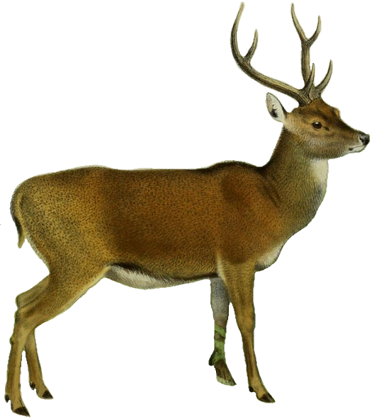File:The deer of all lands (1898) Moluccan rusa white background.png