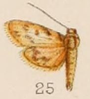 25-Rehimena stictalis Hampson, 1908.JPG