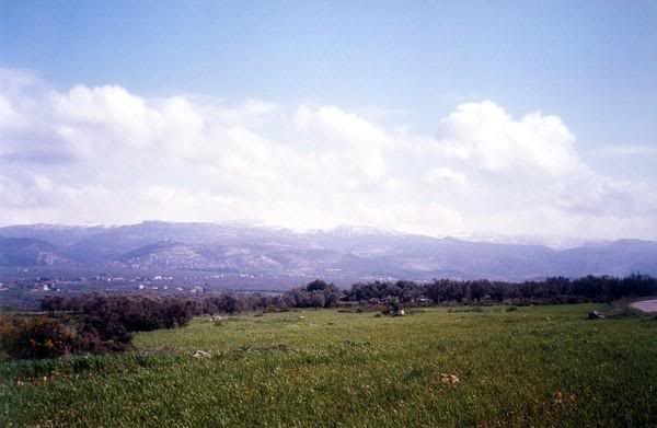 File:Batroumine Forests.jpg